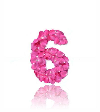 Pink rose petals number on white background.の写真素材