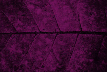 Close up of dry leaf texture.