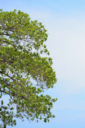 Very big tree nice form with gradient blue sky 