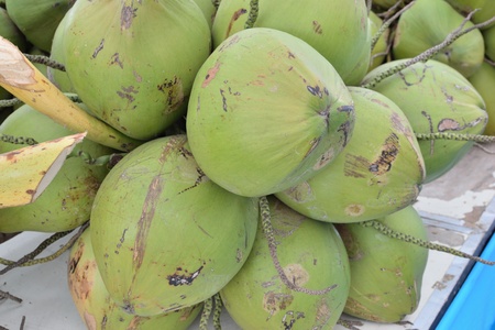 Fresh coconuts palm.