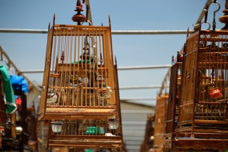Doves and traditional birdcages in southern Thailand.