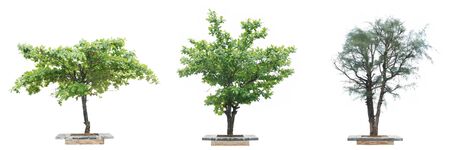 Set of big tree isolated on white background.
