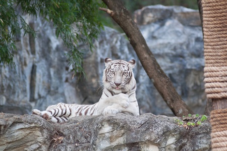 WHITE TIGER on a rock in zoo.の写真素材