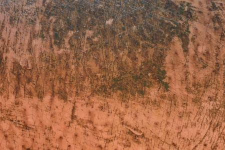 Hippopotamus skin close up.の写真素材