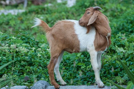 Single goat in the farm with field background.の写真素材