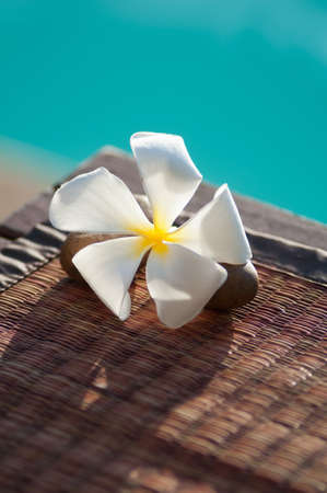 Single plumeria on the floor.の写真素材