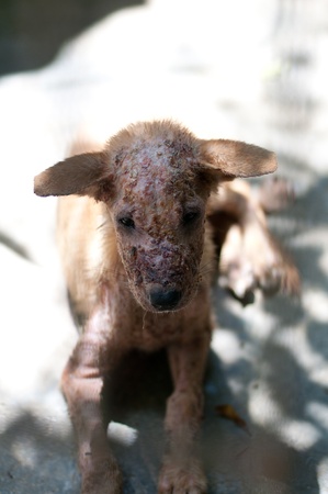 Unwanted animal, poor , lonely , sick.のeditorial素材