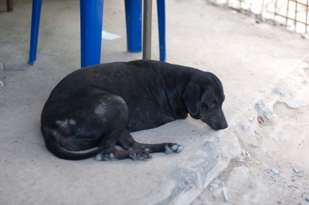 Unwanted animal, poor , lonely , sick.の写真素材