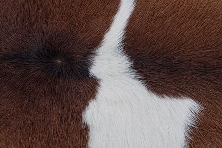 Close up of cow skin texture.