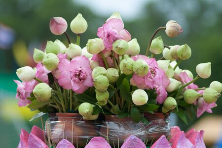 kO SAMUI,SURAT THANI - JULY 19 : Decorated flower in sport parade  on July 19, 2012 in ko samui, Surat Thani, Thailand.のeditorial素材