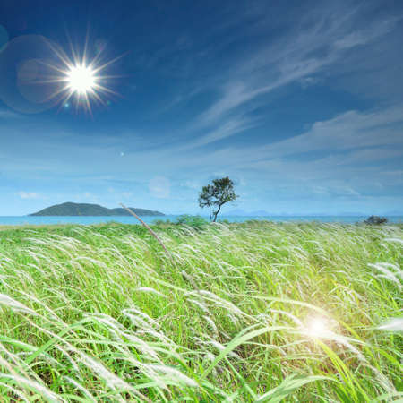 green field and blue sky with light cloudsの写真素材