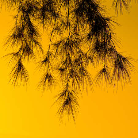 Golden sky during sunset at the beach.