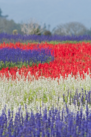 colorful flower garden
