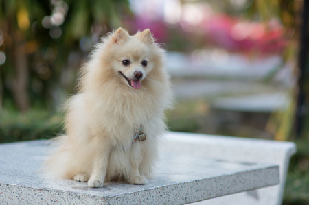 Healthy dog activity.の写真素材