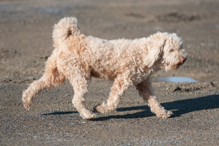 cute street dog.の写真素材