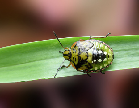 Super close up view of green lady bug.の写真素材