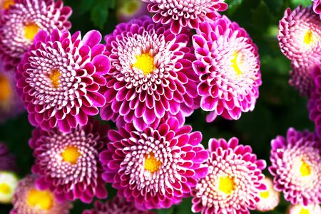 close up view of colorful flower in the garden.の写真素材