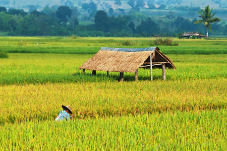 farmer in rice field with small hutの写真素材