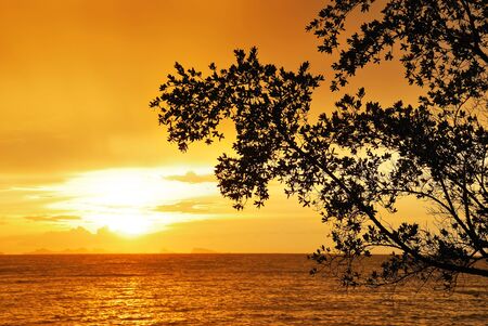 nice shape of tree at sunset timeの写真素材