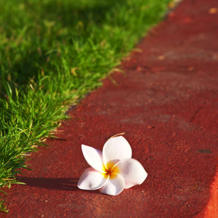 leelawadeeon the res pathway beside grren grassの写真素材