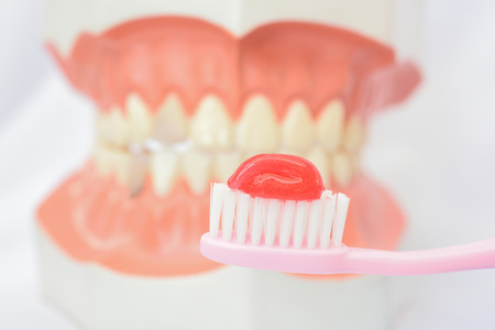 Tooth model for education over white background.の写真素材