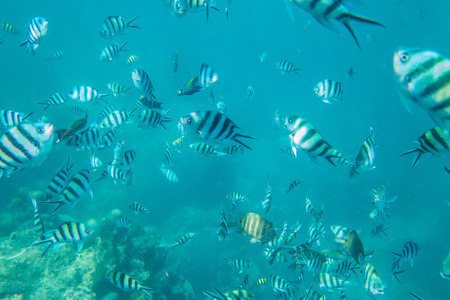 Under water view with common fish at ko nangyuan, Thailand.