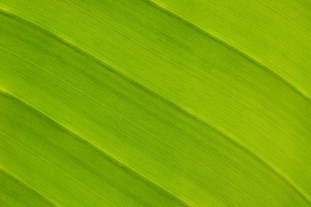 Banana leaf background