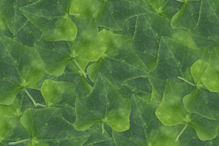 Leaves background.の写真素材