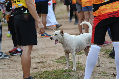 KO SAMUI, THAILAND - MAY 20: Unidentified runners in action at the Samui cross country 2018 on May 20,2018 in Ko Samui island, Thailand. The first of trail running in ko samui thailand.のeditorial素材