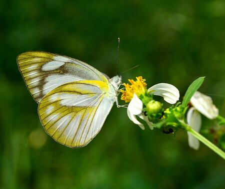 Butterfly and Flowerの写真素材