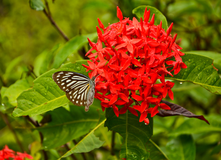 Flower and butterflyの写真素材