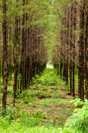 Treeの写真素材