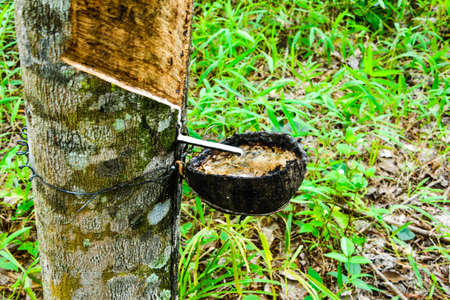 Tree rubberの写真素材