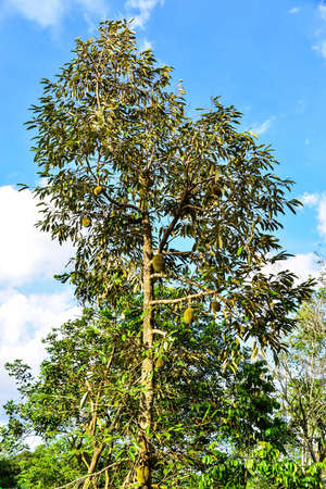 Scenery of treeの写真素材