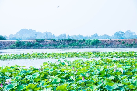 Lotus in Riverの写真素材