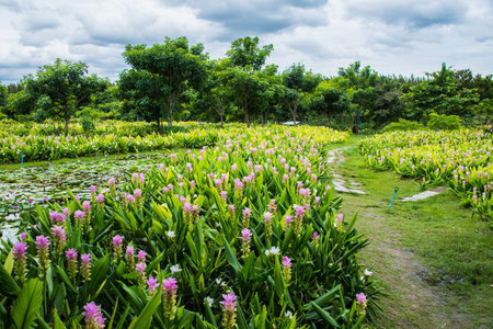 The flowersの写真素材
