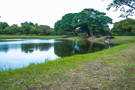 trees and riversの写真素材