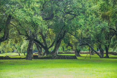 treesの写真素材