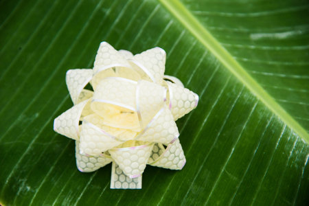 flowerの写真素材