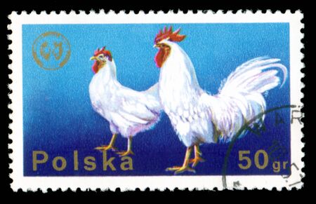 The Polish postage stamp - a cock and henの写真素材