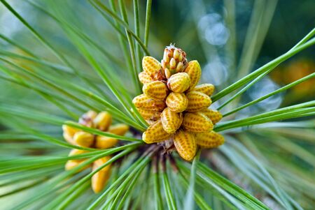 Beautiful cones on a spruce branchの写真素材