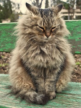 Very fluffy cat sits on a benchの写真素材