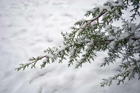Green branch of fir-tree on a background snowの写真素材