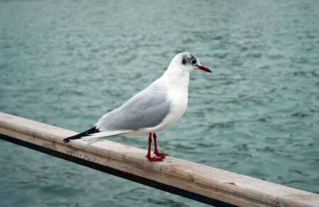 Marine gull on restの写真素材
