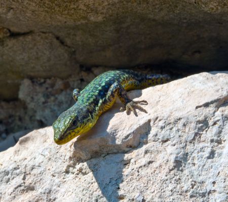 A lizard basks in the sunの写真素材
