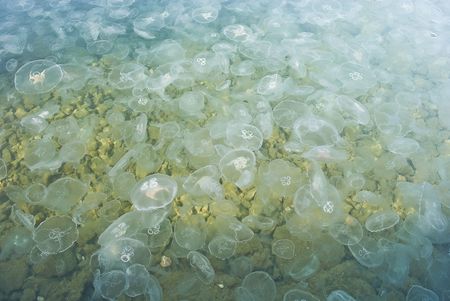 Jellyfishes in sea waterの写真素材