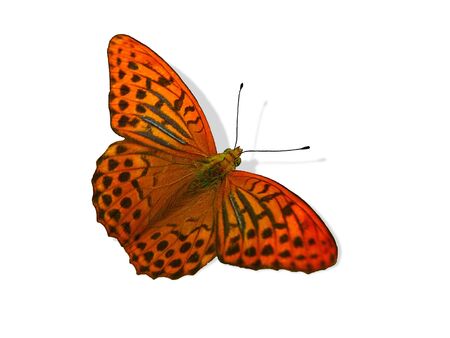 Butterfly, isolated pictureの写真素材