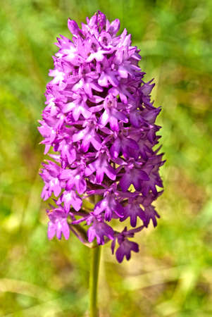 Beautiful forest flower with pink petalsの写真素材