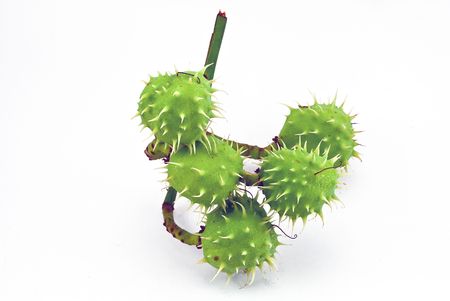 Green spiked chestnuts on a pure white background の写真素材