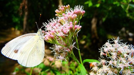 A white butterfly sits on a flowerの写真素材